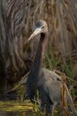 LITTLE BLUE HERON
