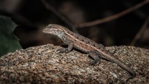 LIZARD GIVING ME SOME SIDE EYE