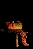 LONELY PUMKIN by John Bowman