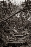 ROCKY PATH