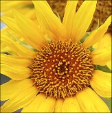 SUNFLOWER by Don Risi