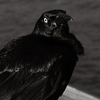 BLACK CROW by Tammy Herzog