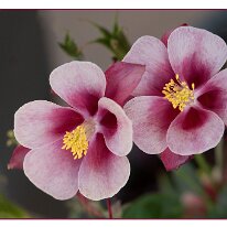 Beautiful Blooms by Sam Hyden