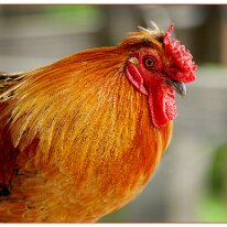 Golden Plumes by Sam Hyden