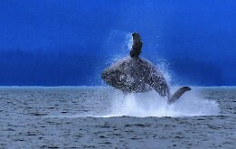 A WHALES TALE by Joe Wilson