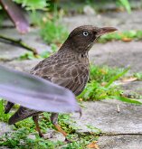 BIRDS HAVE WHISKERS