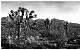 California Cactus by Sam Hyden