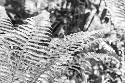 FERN by Julie Tang