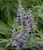 LILAC BLOOMING