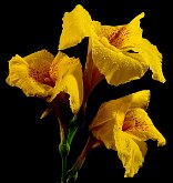 TRIPLE BLOOMS by Jack DeLisle