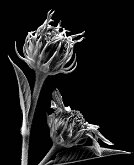 WITHERING AWAY by Joe Wilson