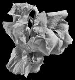 A CLUSTER OF CANNA BLOOMS by Jack DeLisle