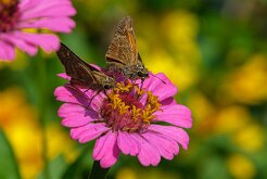 ATALOPEDES CAMPESTRIS