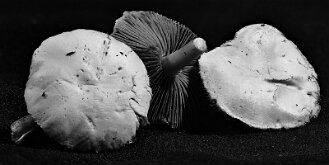 BACKYARD MUSHROOMS by Jack DeLisle