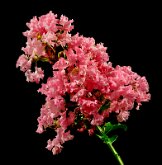 CREPE MYRTLE by Jack DeLisle