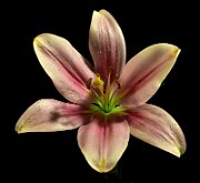 DAY LILY by Jack DeLisle