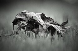 DEAD LEAF IN THE GRASS by Joe Wilson