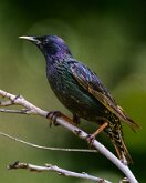 EUROPEAN STARLING