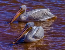 FISHING BUDDYS by David Nutter