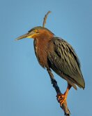 GREEN HERON