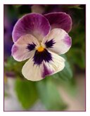 Grumpy Mister Bloom by Sam Hyden