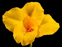 CANNA NUMBER 347 by Jack DeLisle