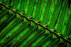 CLOSE UP OF A FERN
