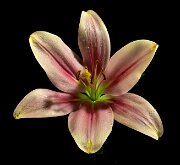 DAY LILY by Jack DeLisle