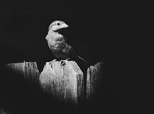 IN THE SPOTLIGHT by Joe Wilson