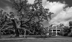 LIVE OAK AND MANSION by Bryan Hapke