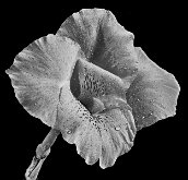 MONOCHROME CANNA by Jack DeLisle
